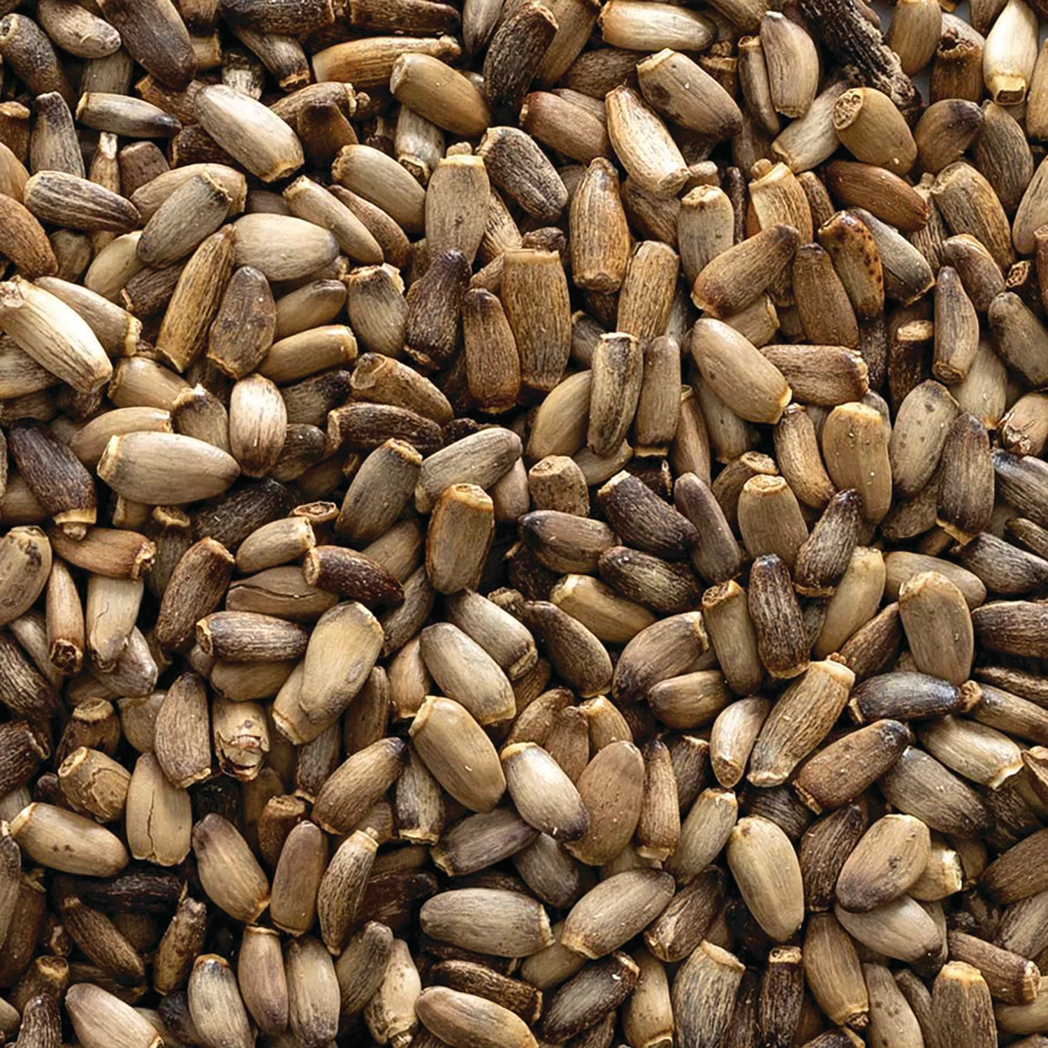 Organic Whole Milk Thistle Seed - Image 2