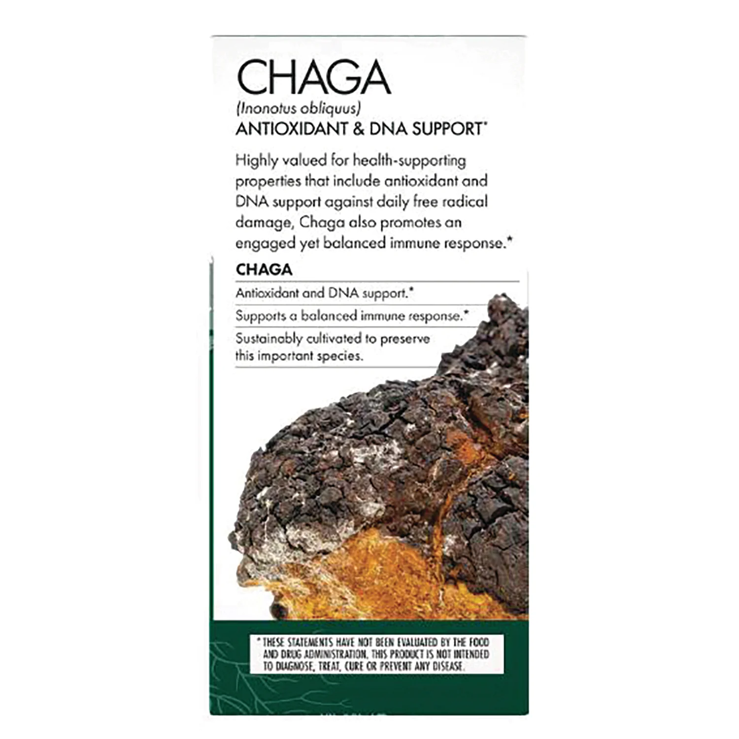 Chaga - Image 3