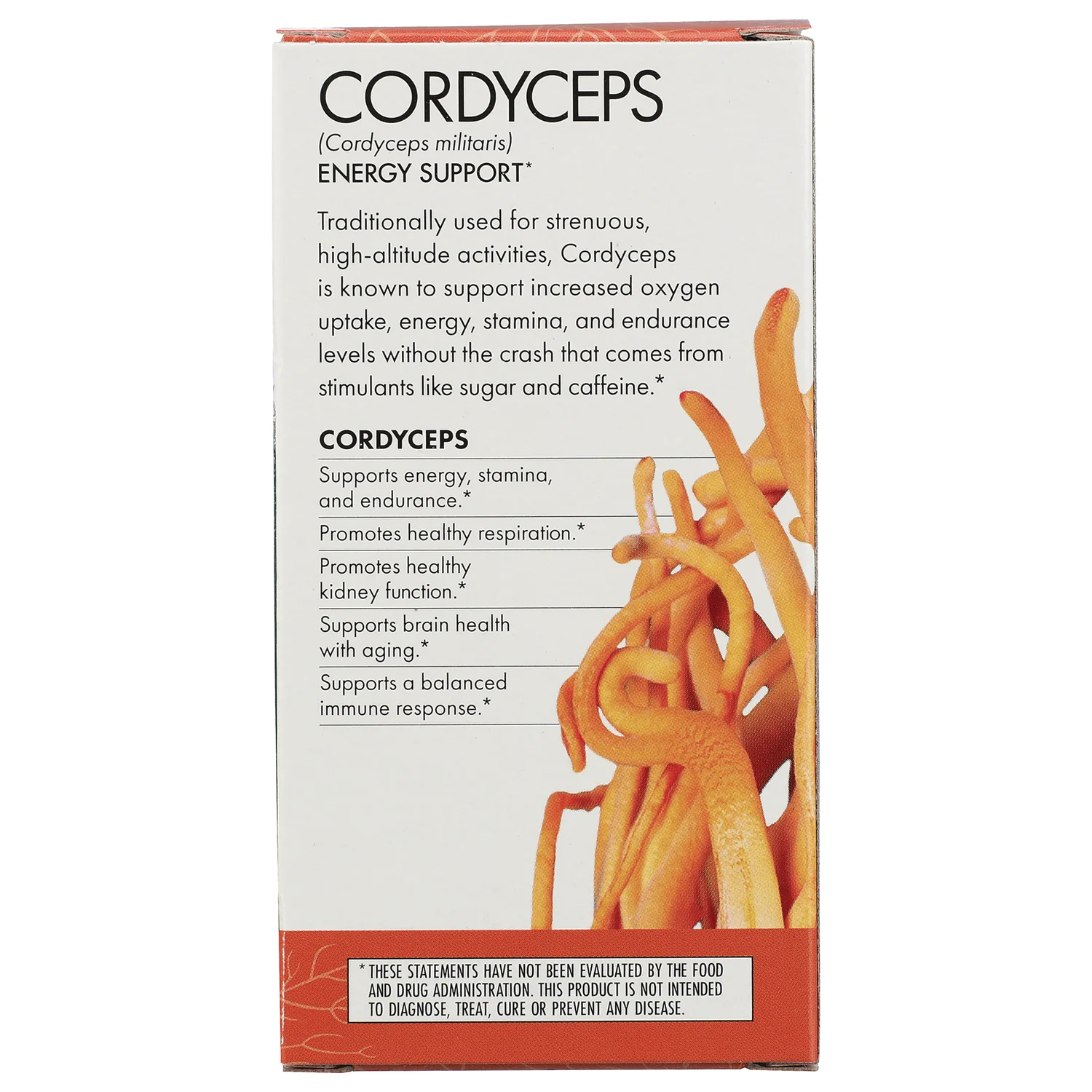 Cordyceps - Image 4