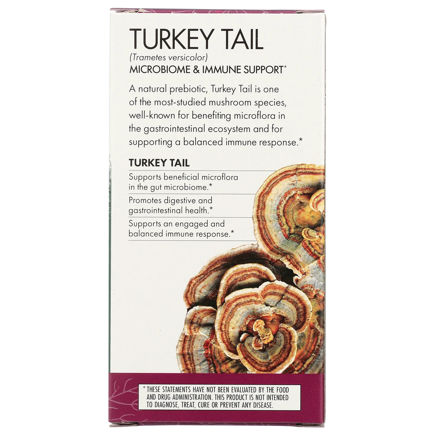 Turkey Tail - Image 3