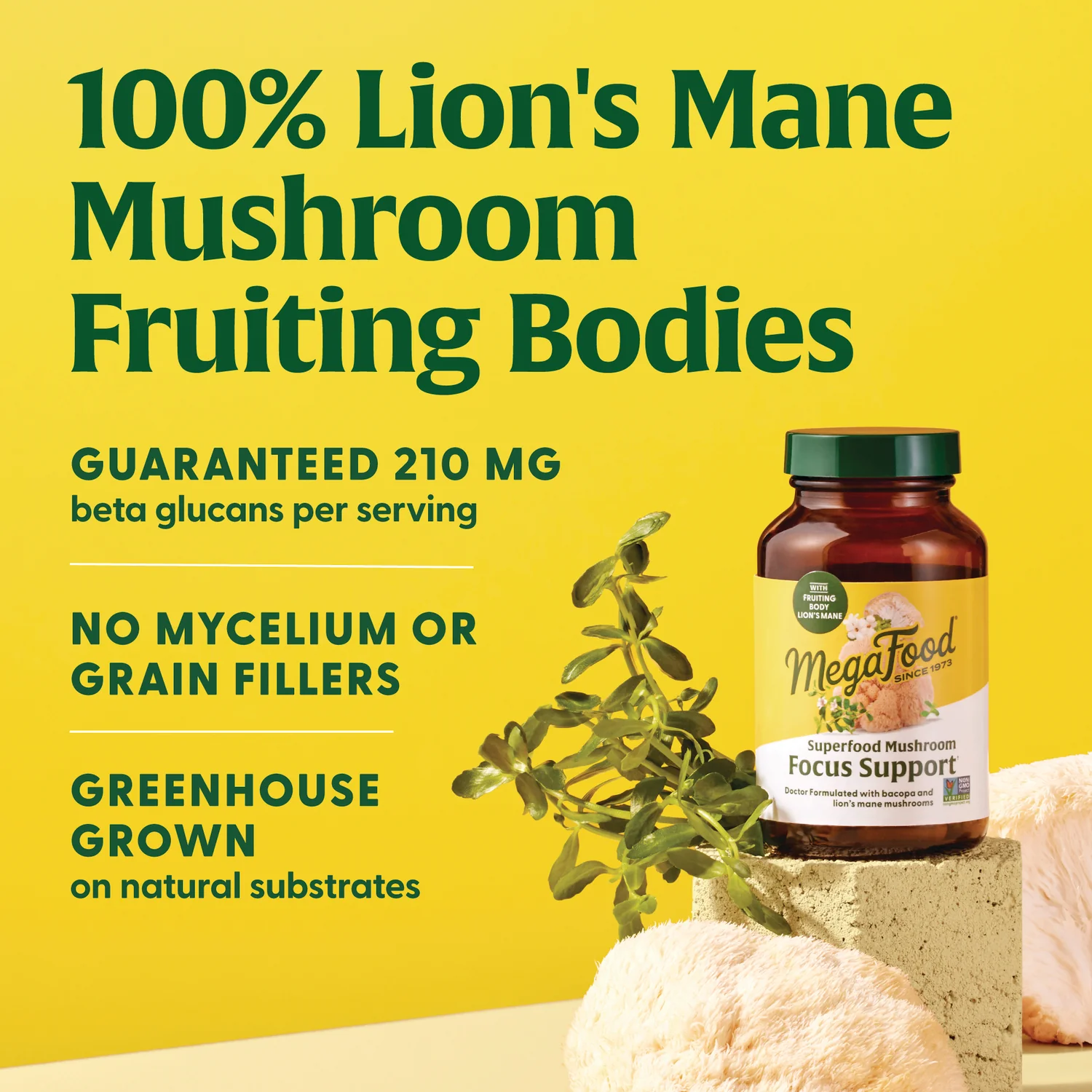 Superfood Mushroom Focus Support - Image 4