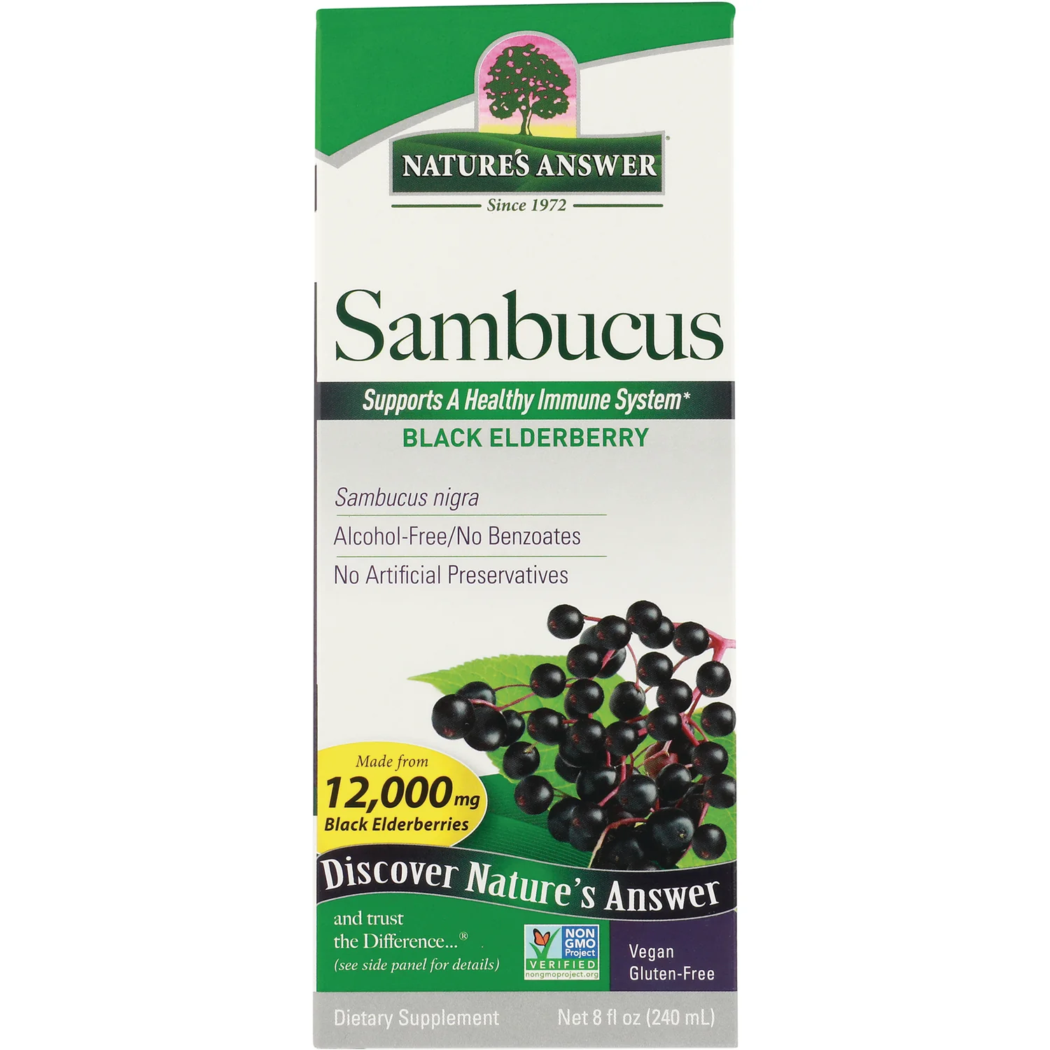 Sambucus Black Elderberry - Image 2