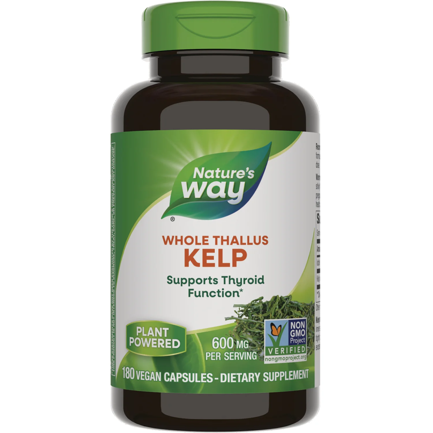Whole Thallus Kelp